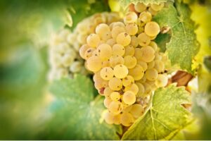 Weinlagen der Mosel: Die schönsten Weinorte von Bernkastel-Kues bis Trier